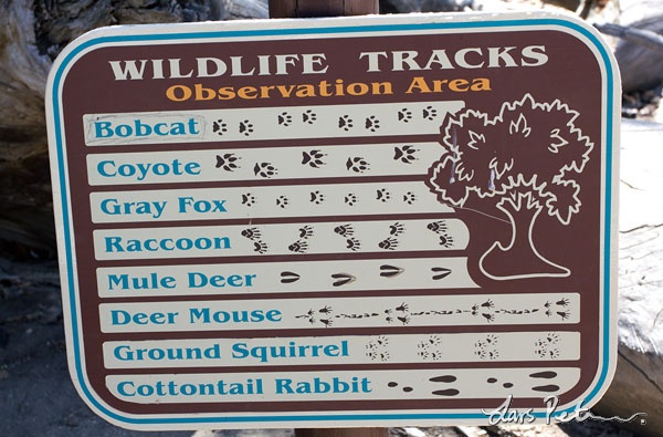 Tracks of the local fauna